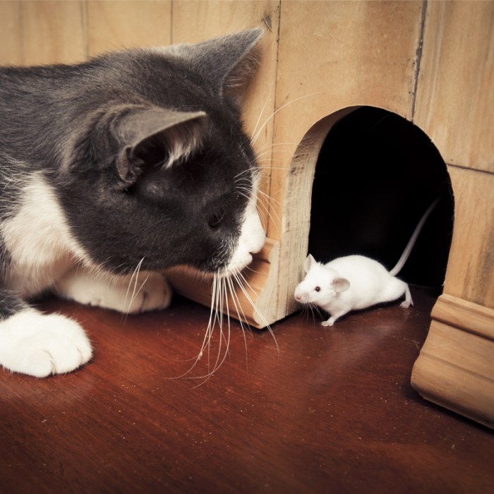 A cat chases a mouse across