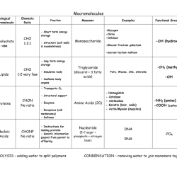 Macromolecules worksheet 2 answer key