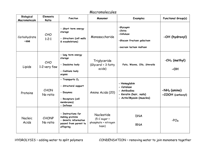 Macromolecules worksheet 2 answer key