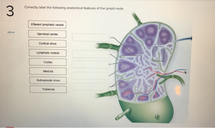 Correctly label the following anatomical features of the lymph node