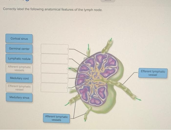 Correctly label the following anatomical features of the lymph node