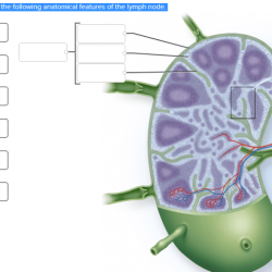 Lymph lymphatic nodes physiology