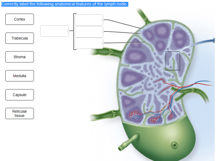 Lymph lymphatic nodes physiology